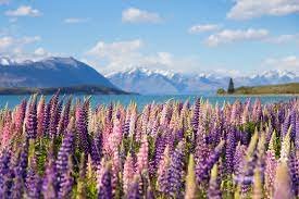 Scenic New Zealand Winter Holidays ( 11N& 12D)