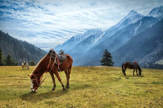 02N 03D Katra Package 